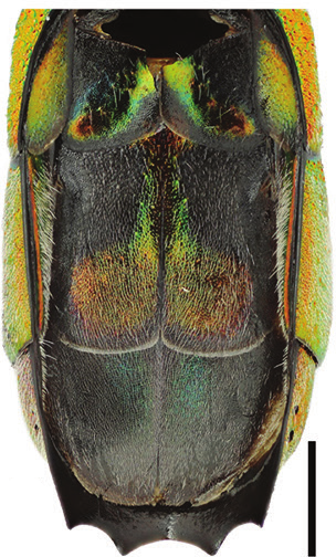 : Chrysis subcoriacea.