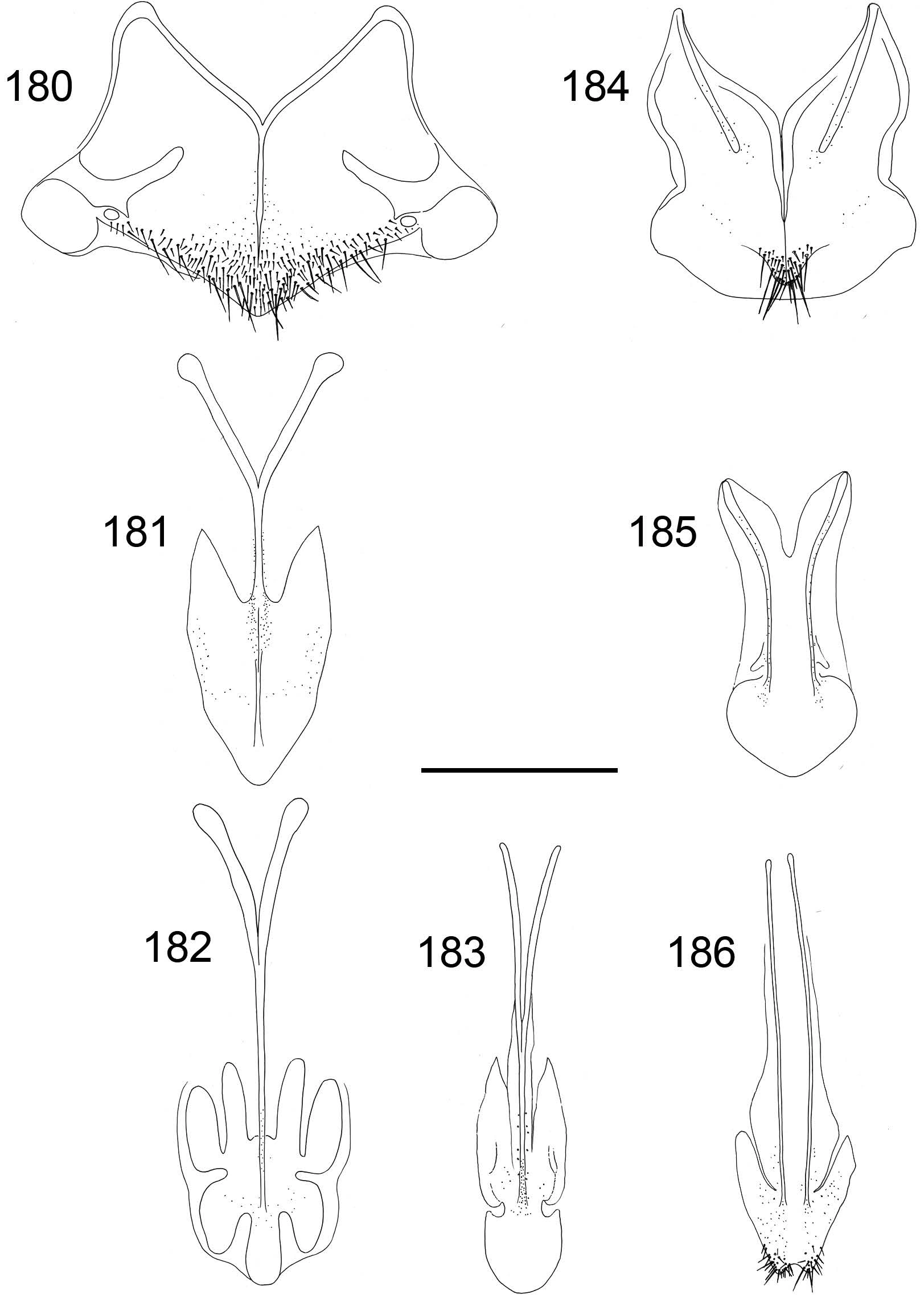 Taigagullveps.