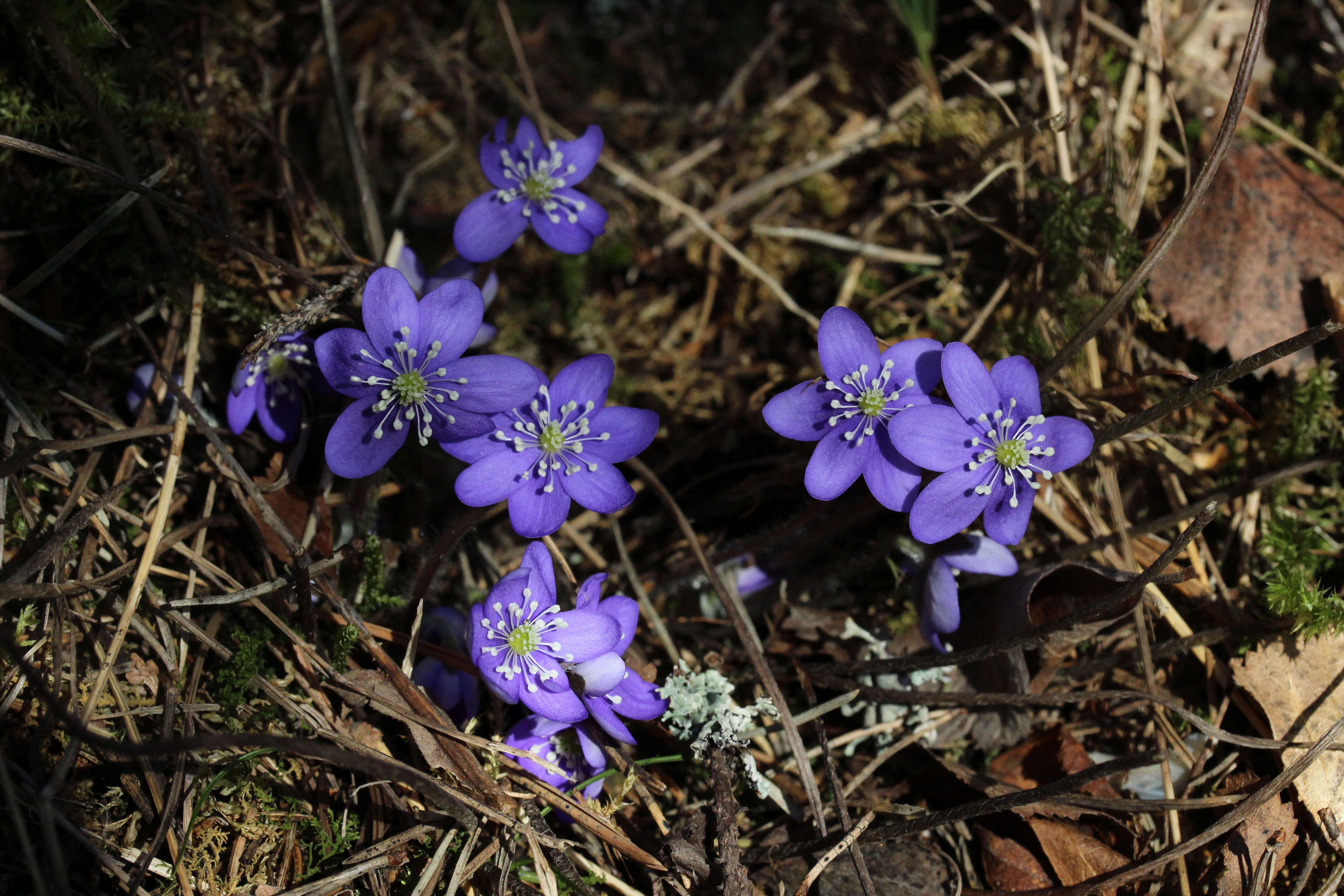 Blåveis.