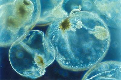 Kromister: Noctiluca scintillans.