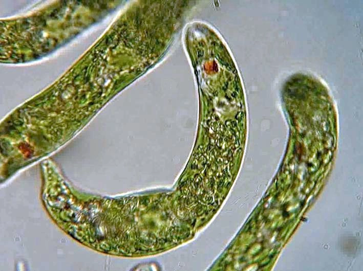 Øyealger: Euglena.