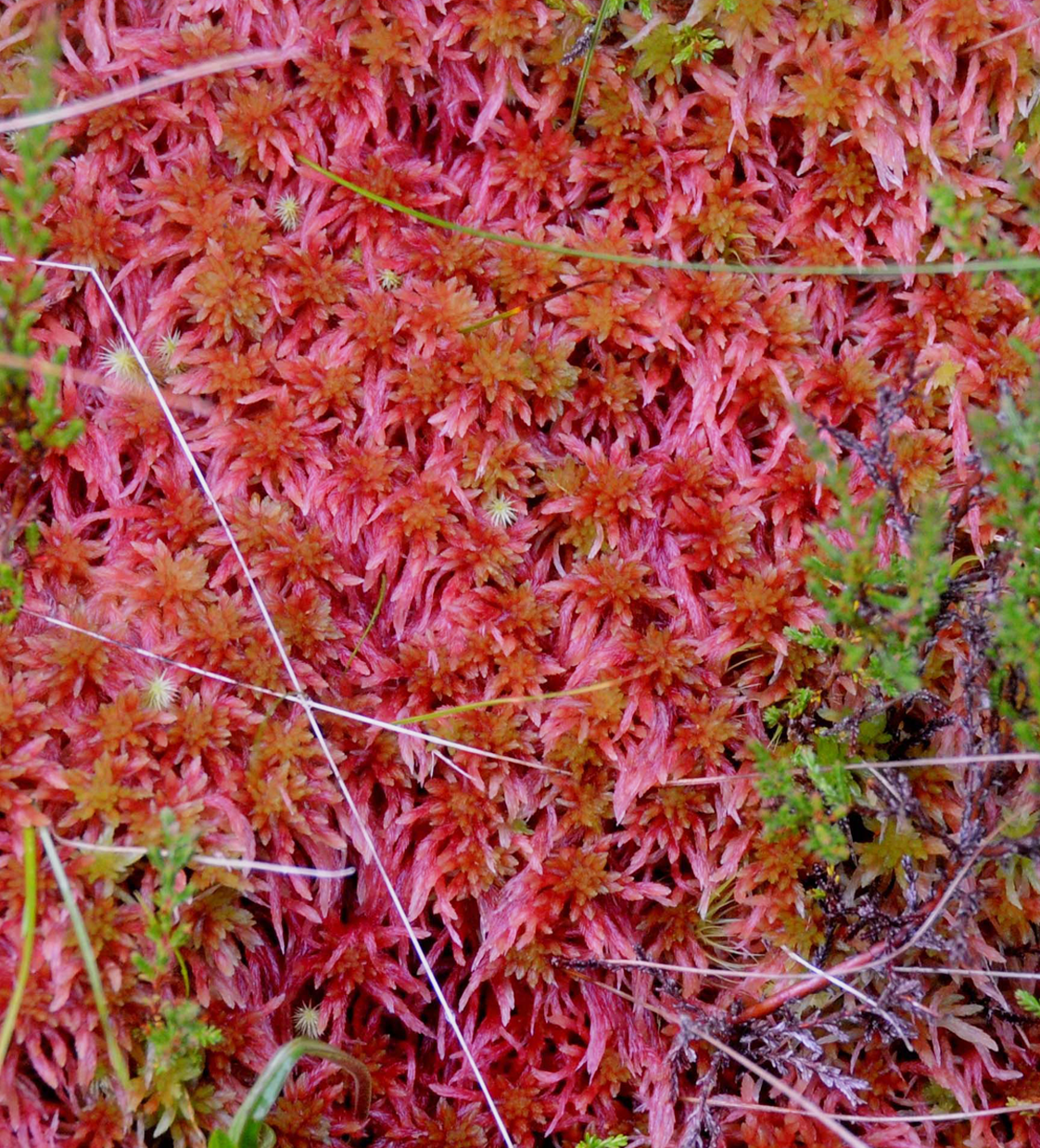 : Sphagnum skyense.