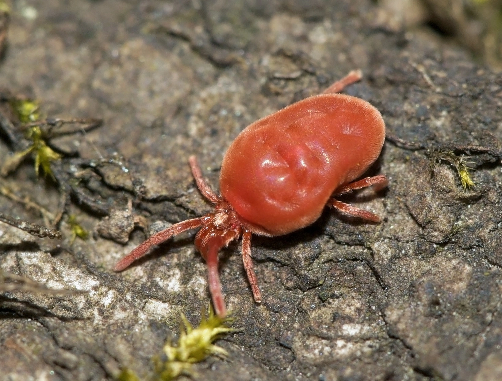 Midd: Trombidium holosericeum.