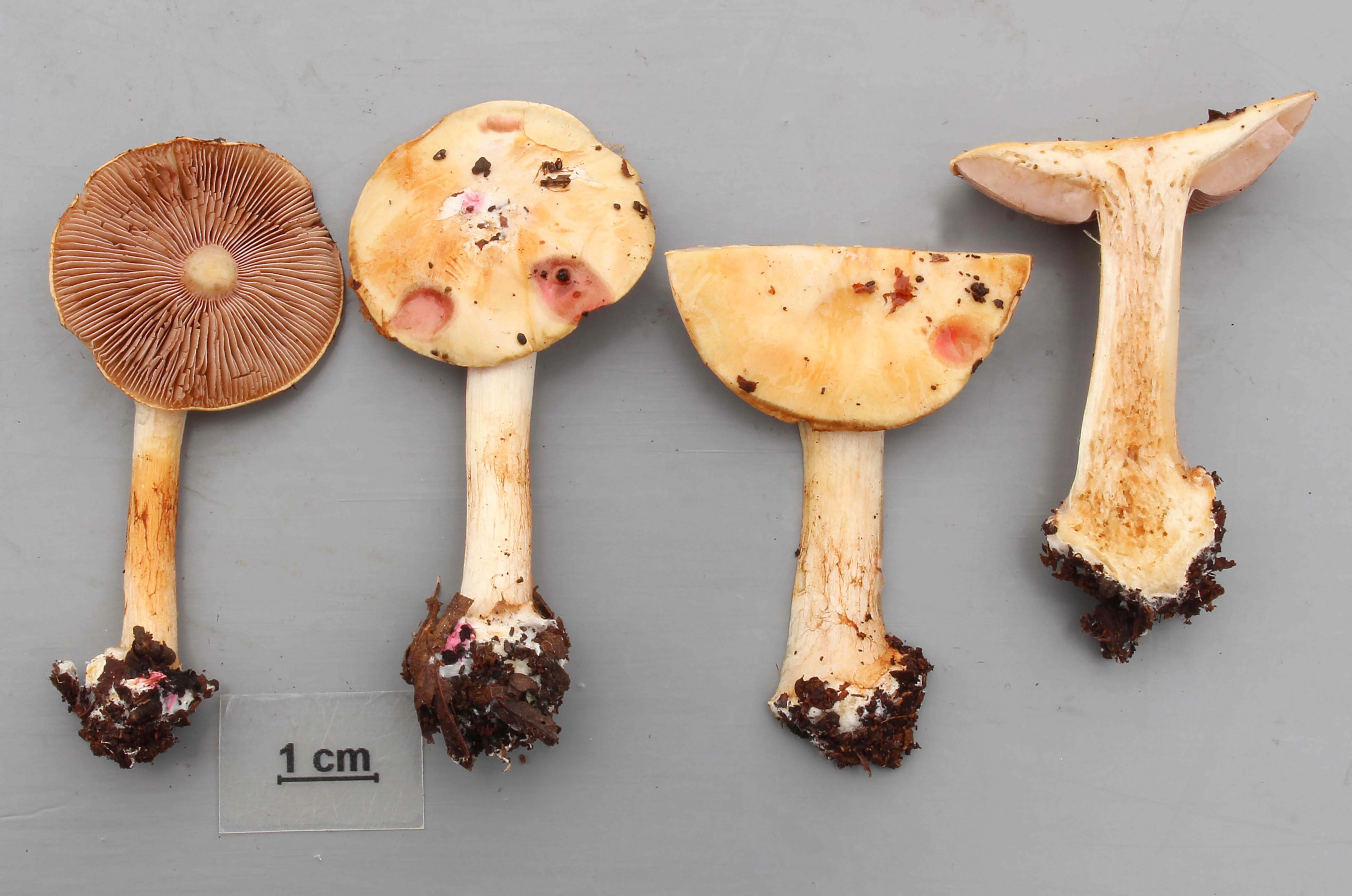 Stilksporesopper: Cortinarius pseudogracilior.