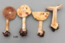 Slørsopper: Cortinarius pseudogracilior.