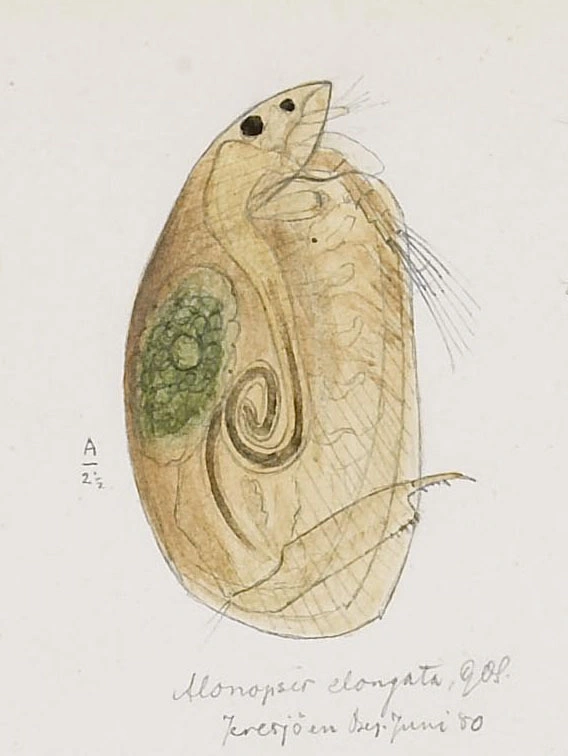 Vannlopper: Alonopsis elongata.