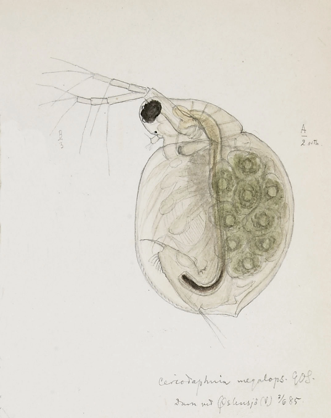 : Ceriodaphnia megops.