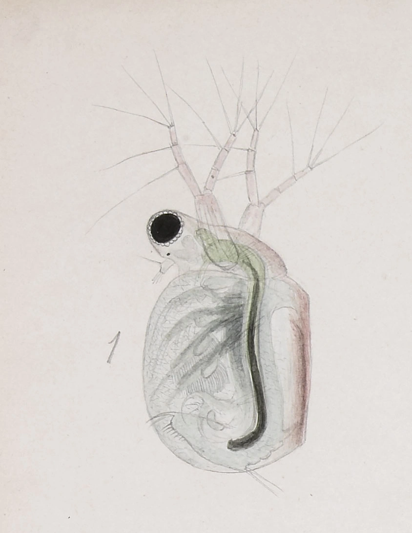 : Ceriodaphnia megops.