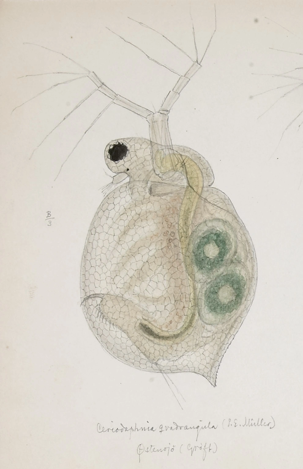 : Ceriodaphnia quadrangula.