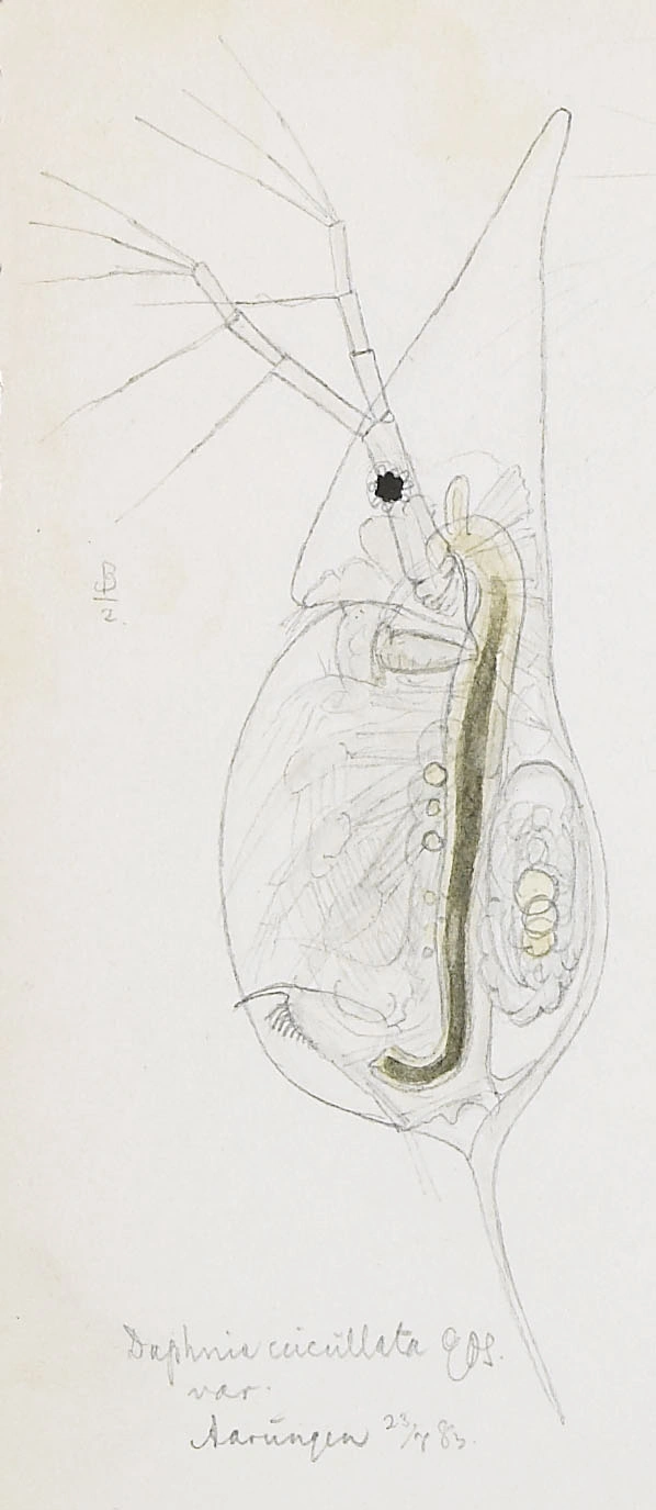 : Daphnia cucullata.