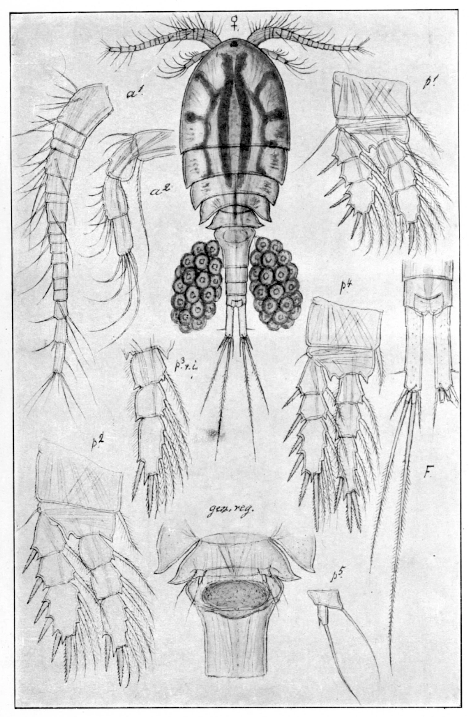 Hoppekreps: Acanthocyclops robustus.