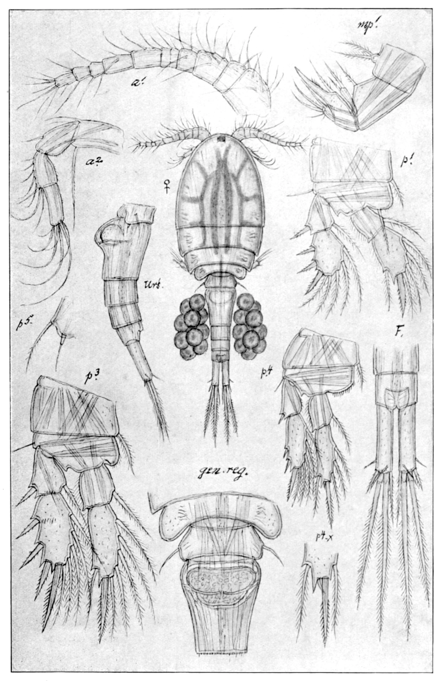 Mesocyclops leuckarti рисунки