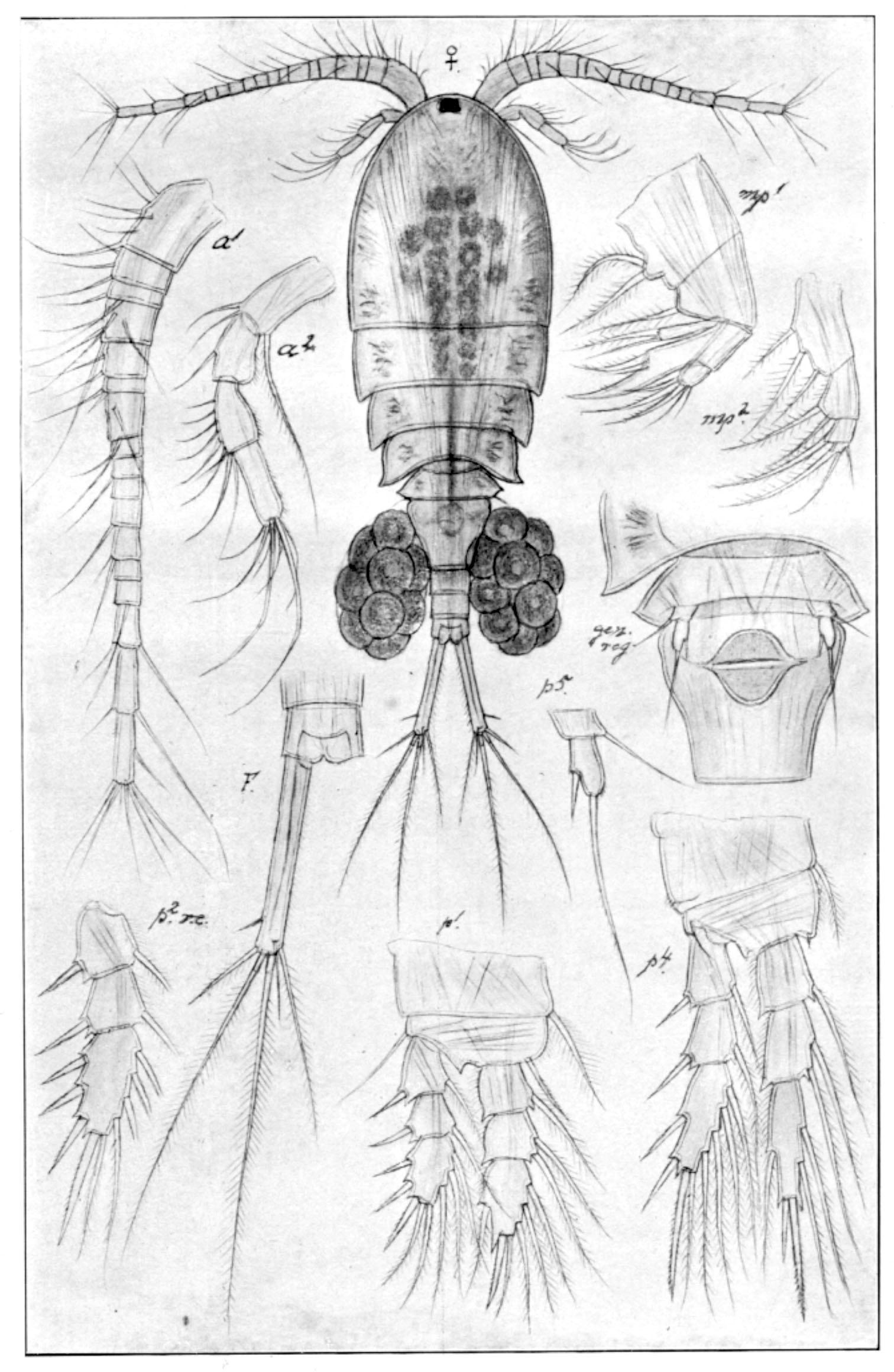 : Cyclops abyssorum.