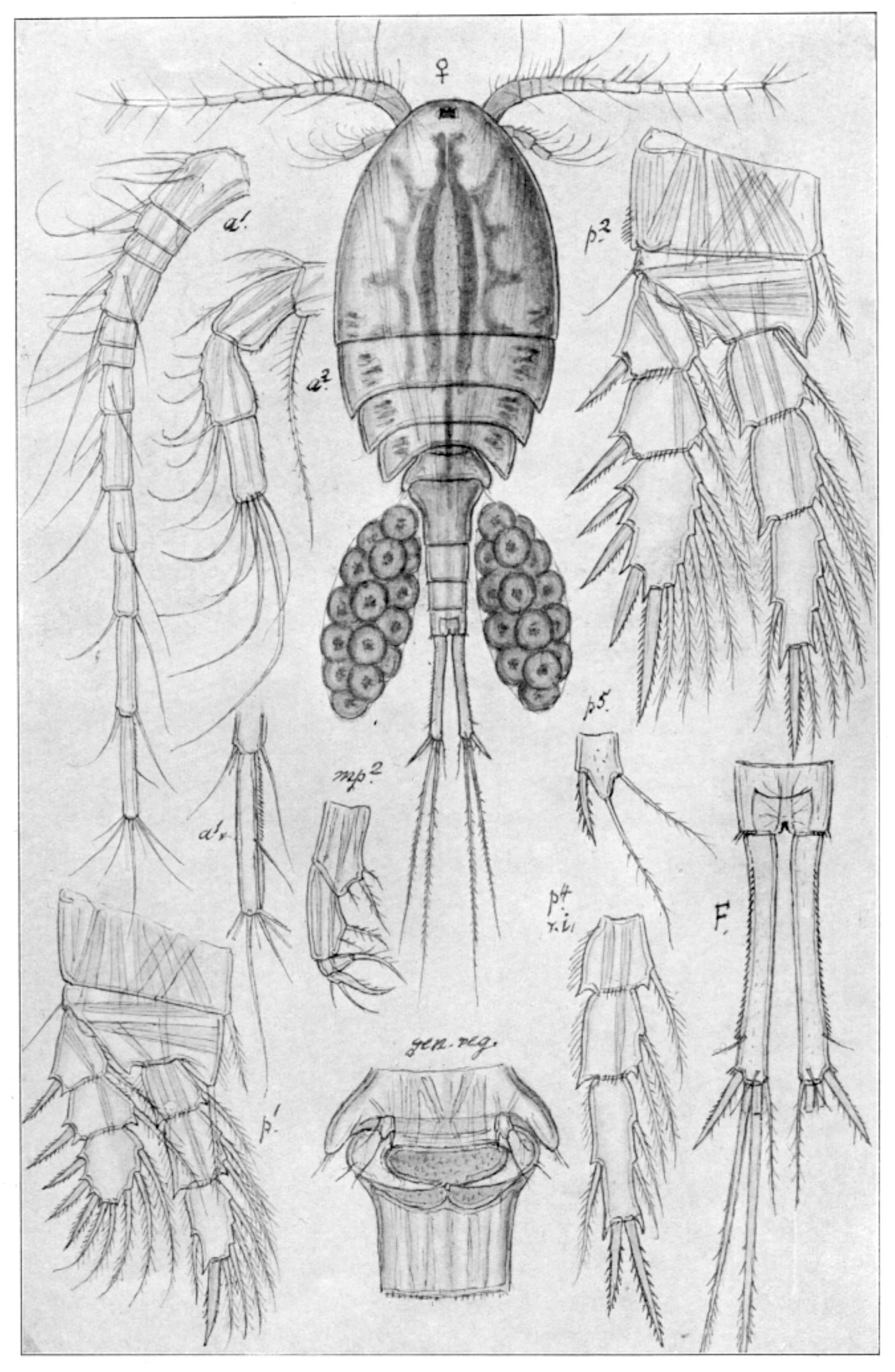 : Eucyclops macruroides.