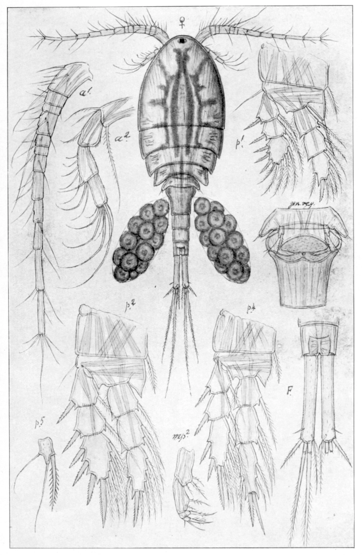 Fintagghalehops.