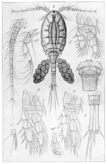 fintagghalehops