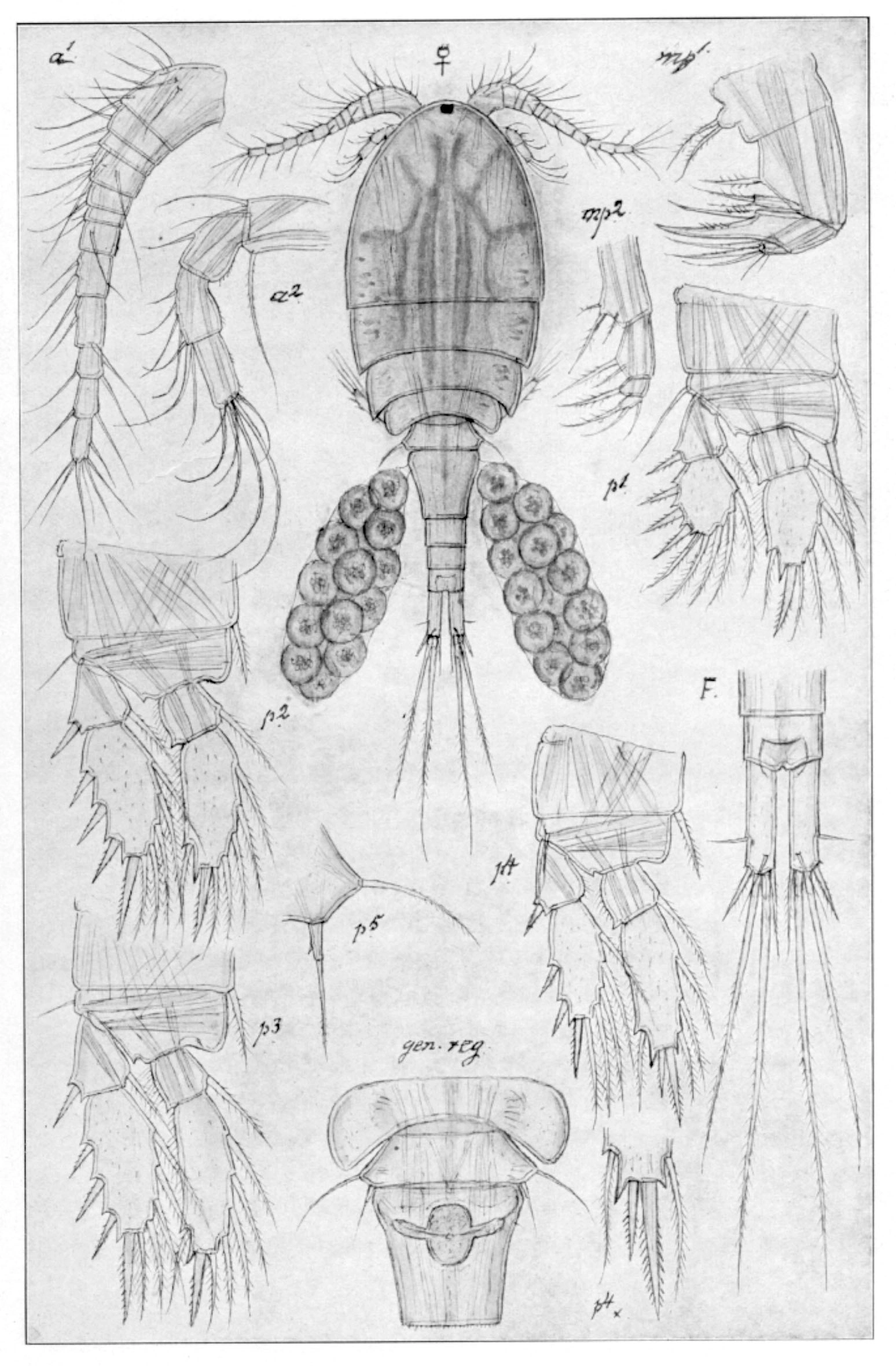 : Microcyclops varicans.