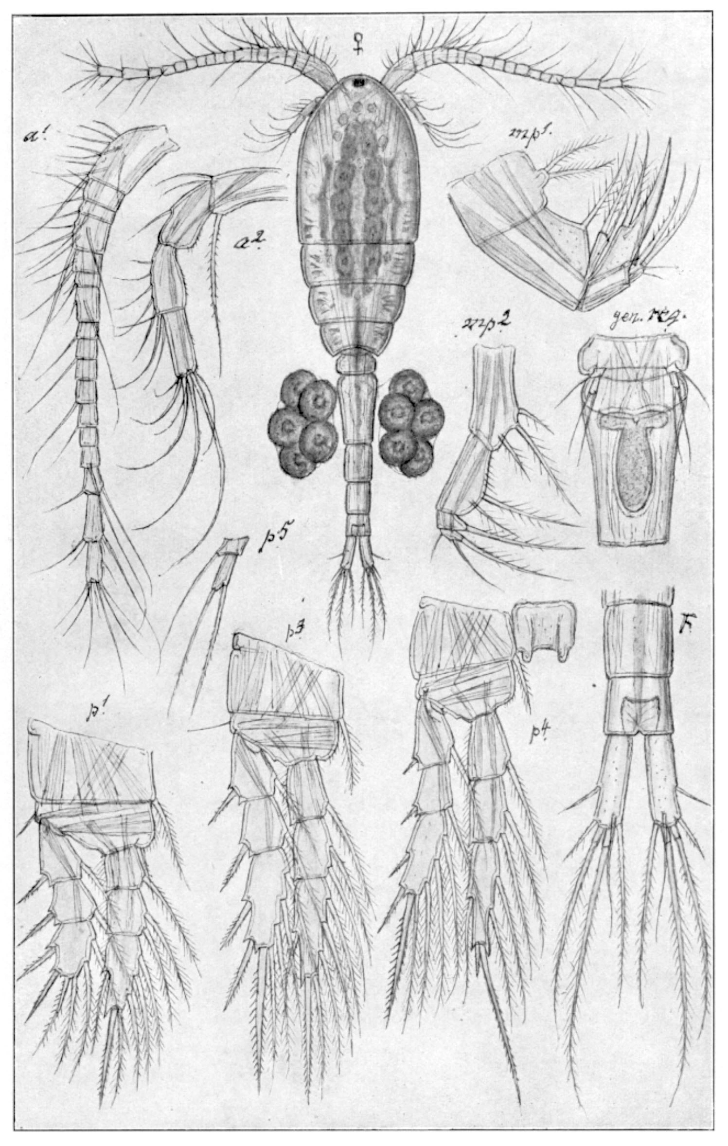 : Thermocyclops oithonoides.