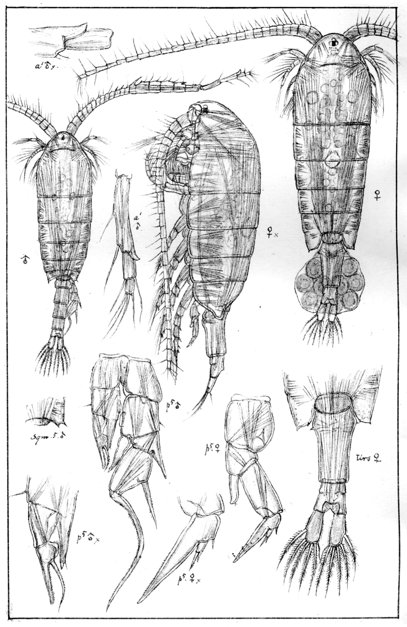 : Arctodiaptomus laticeps.