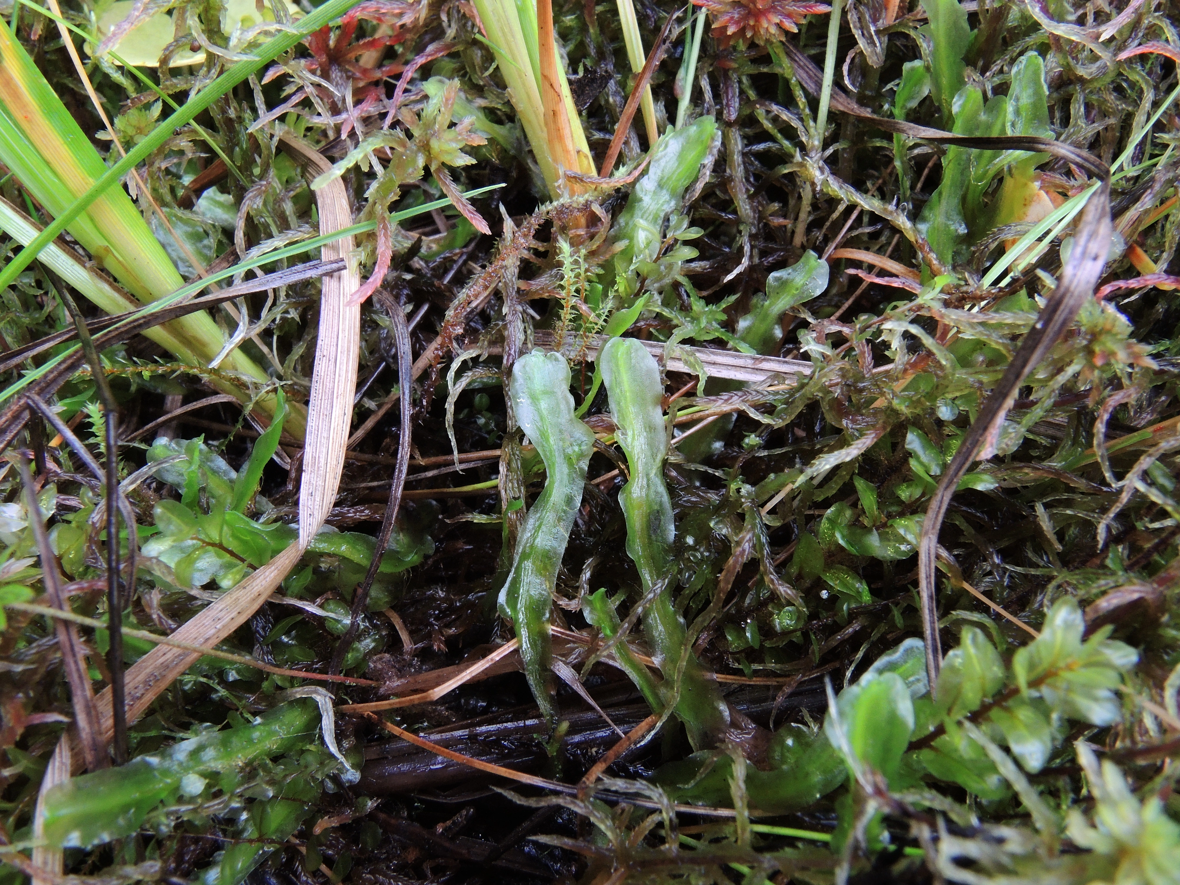 Levermoser: Moerckia hibernica.