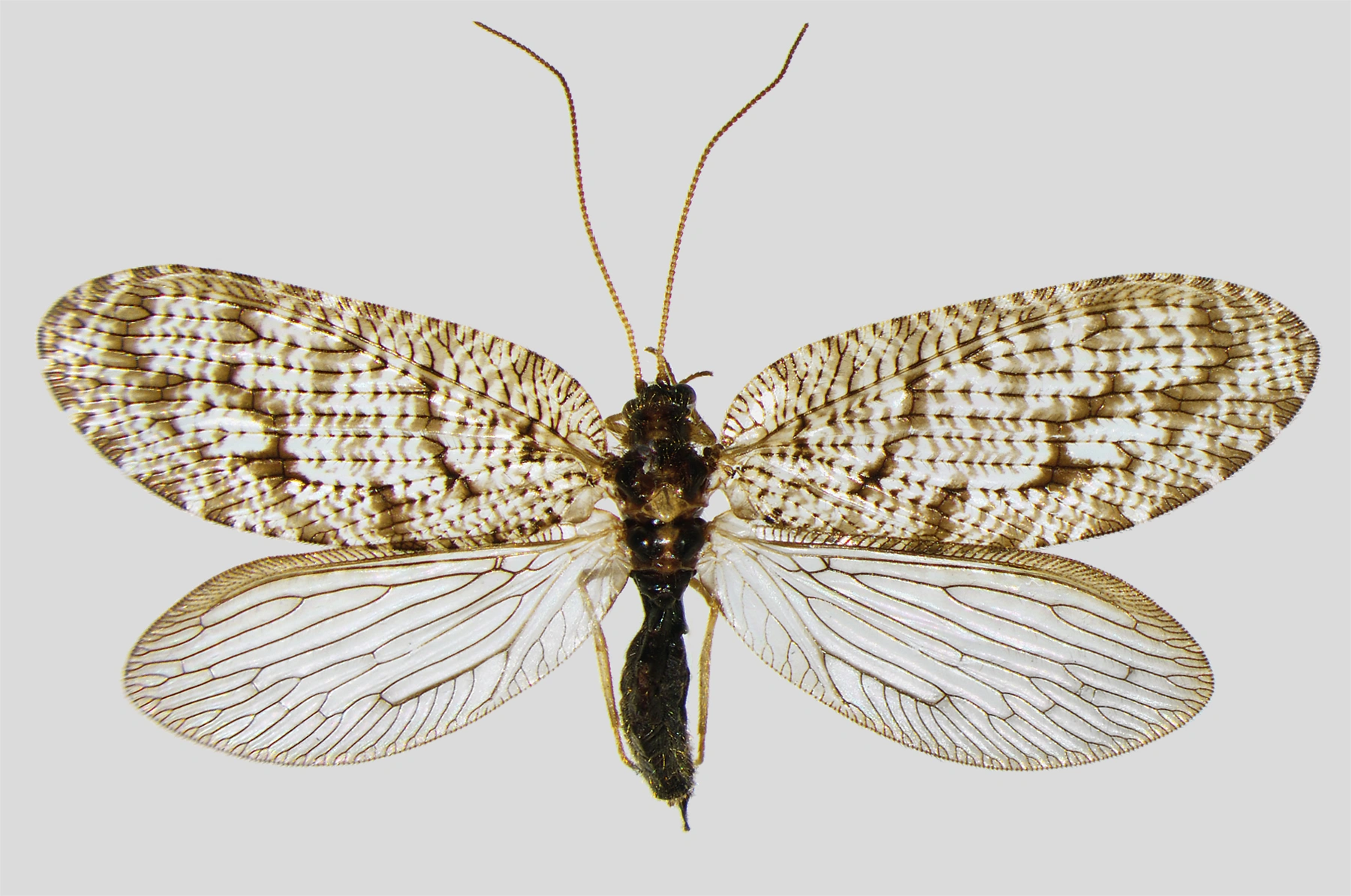 Bladlusløver: Wesmaelius quadrifasciatus.