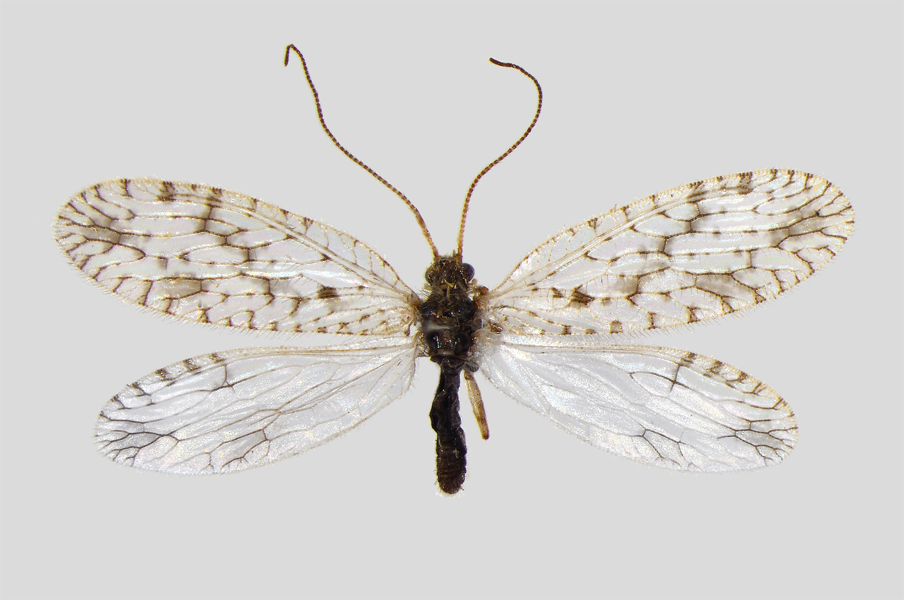 : Micromus variegatus.