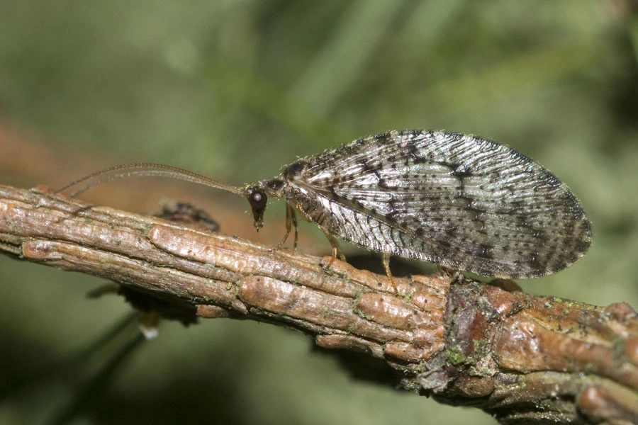 Bladlusløver: Wesmaelius quadrifasciatus.