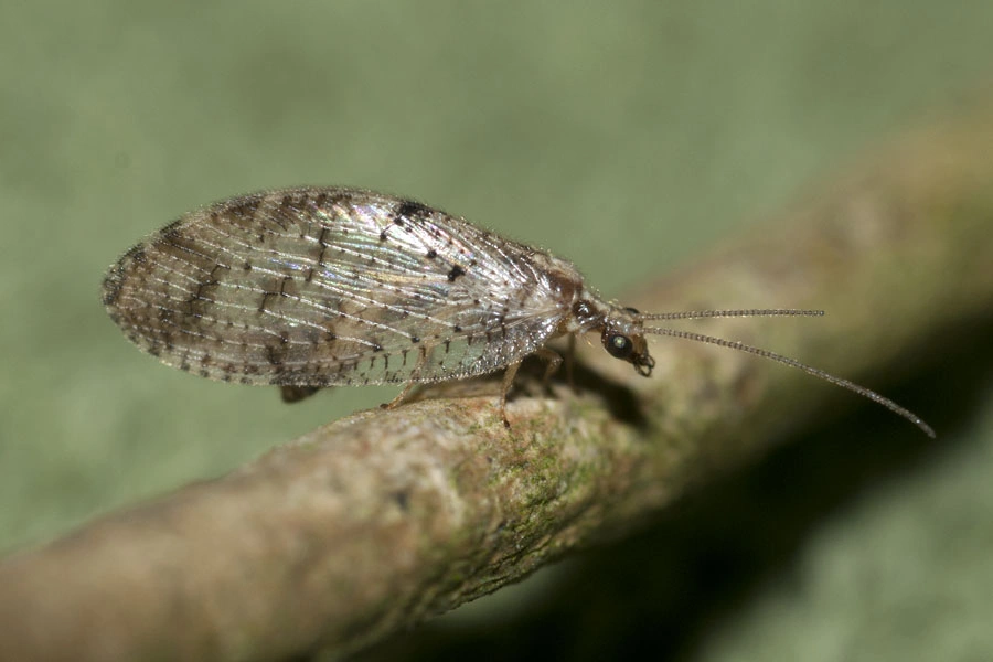 Bladlusløver: Hemerobius humulinus.