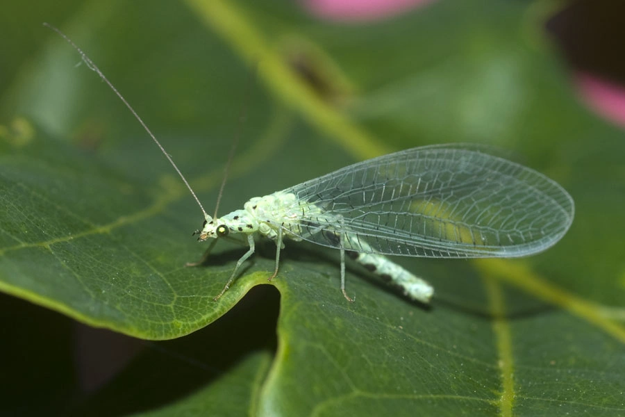 : Pseudomallada ventralis.