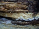 Hymeniesopper: Rhizochaete violascens.