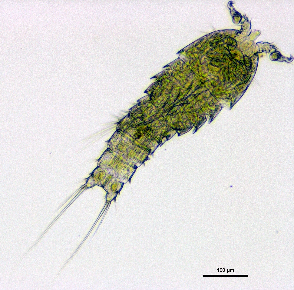 Hoppekreps: Mesochra rapiens.