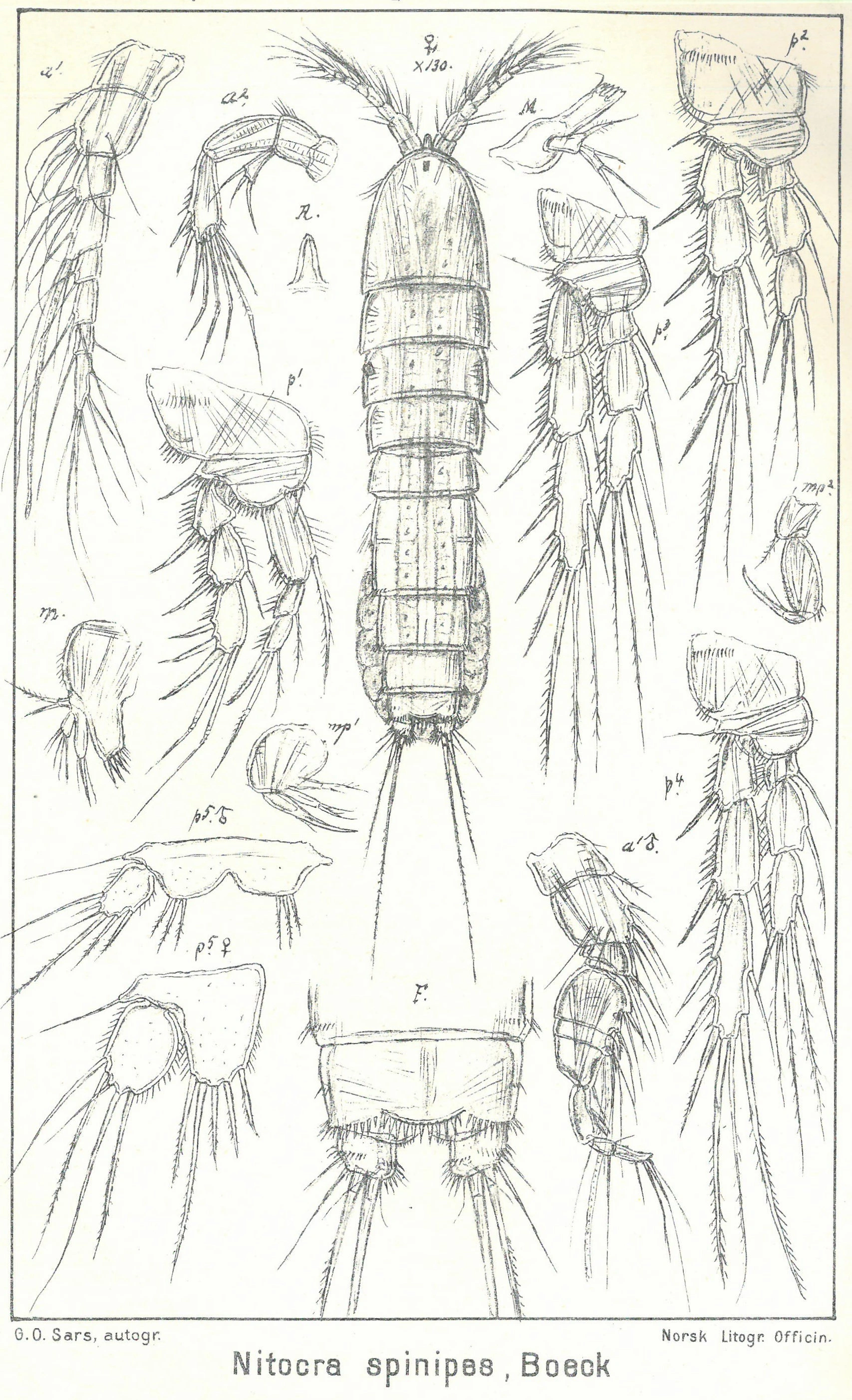 Hoppekreps: Nitokra spinipes.