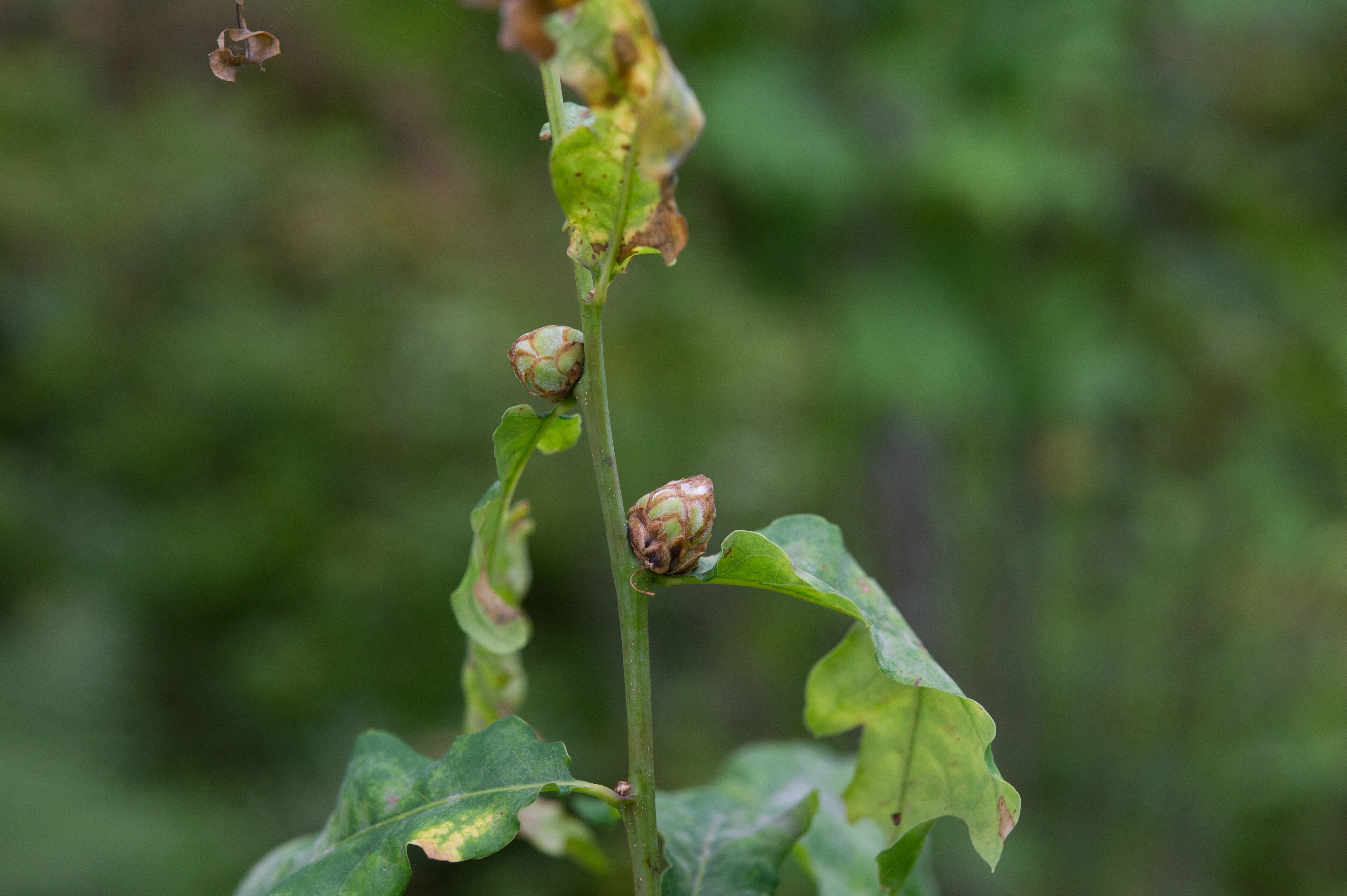 Stilkvepser: Andricus foecundatrix.