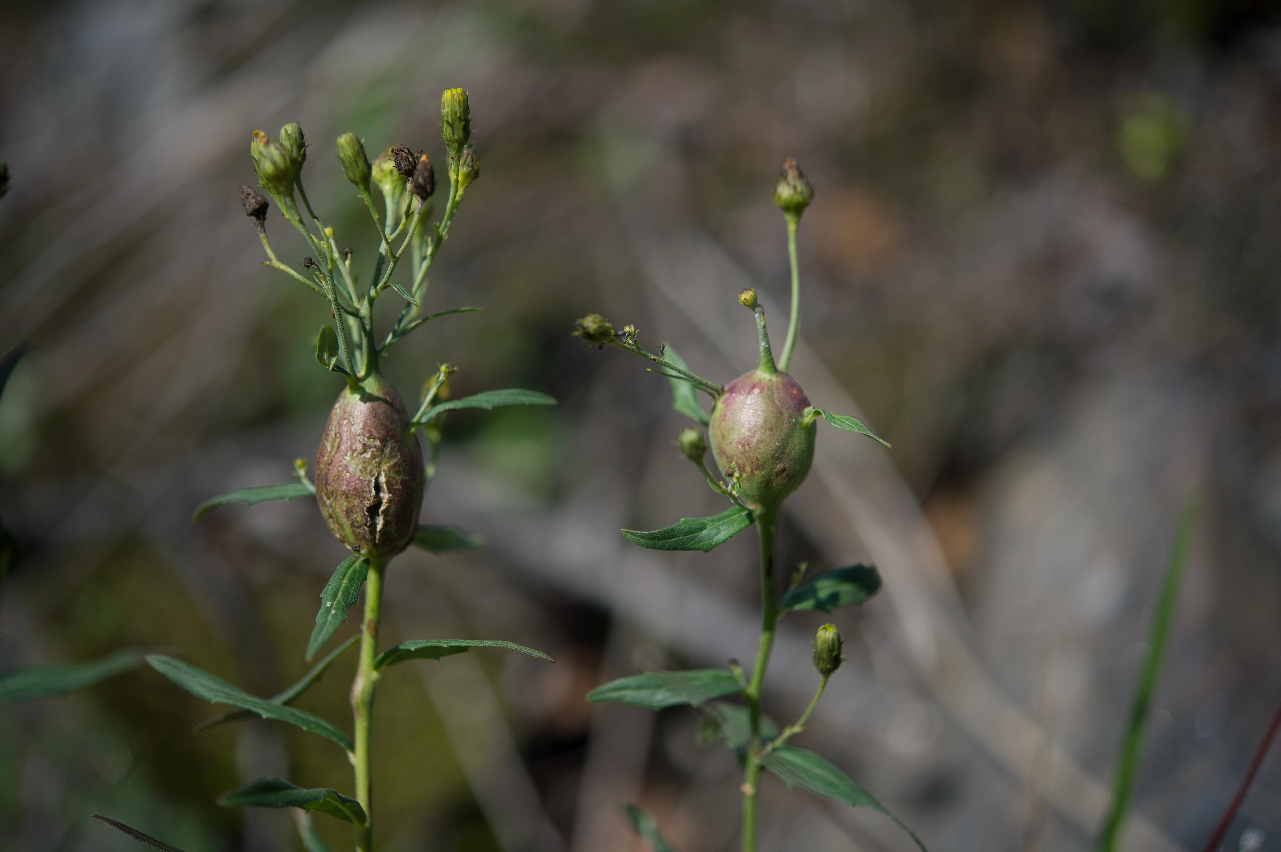 Gallvepser: Aulacidea hieracii.