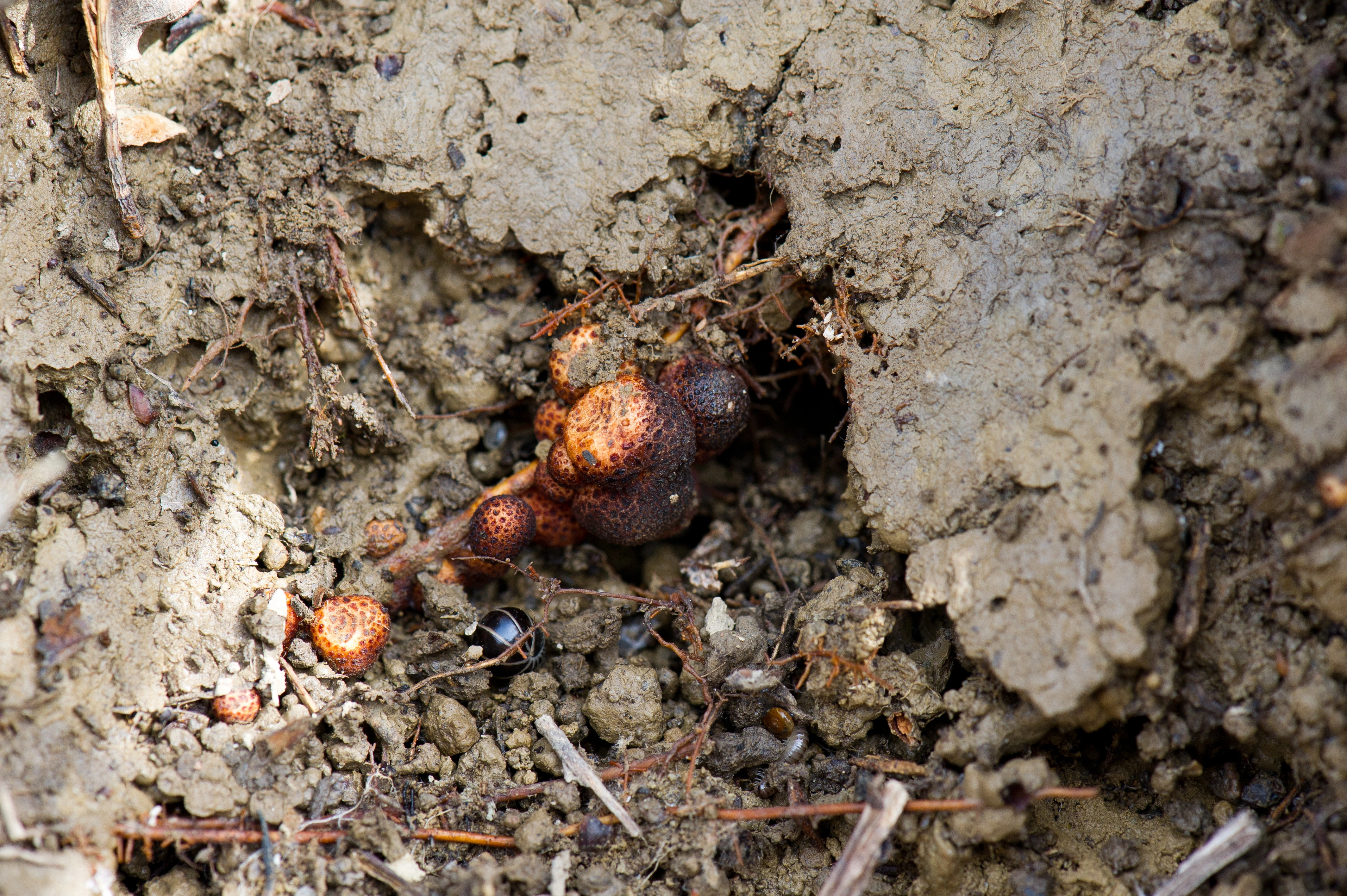 Gallvepser: Biorhiza pallida.