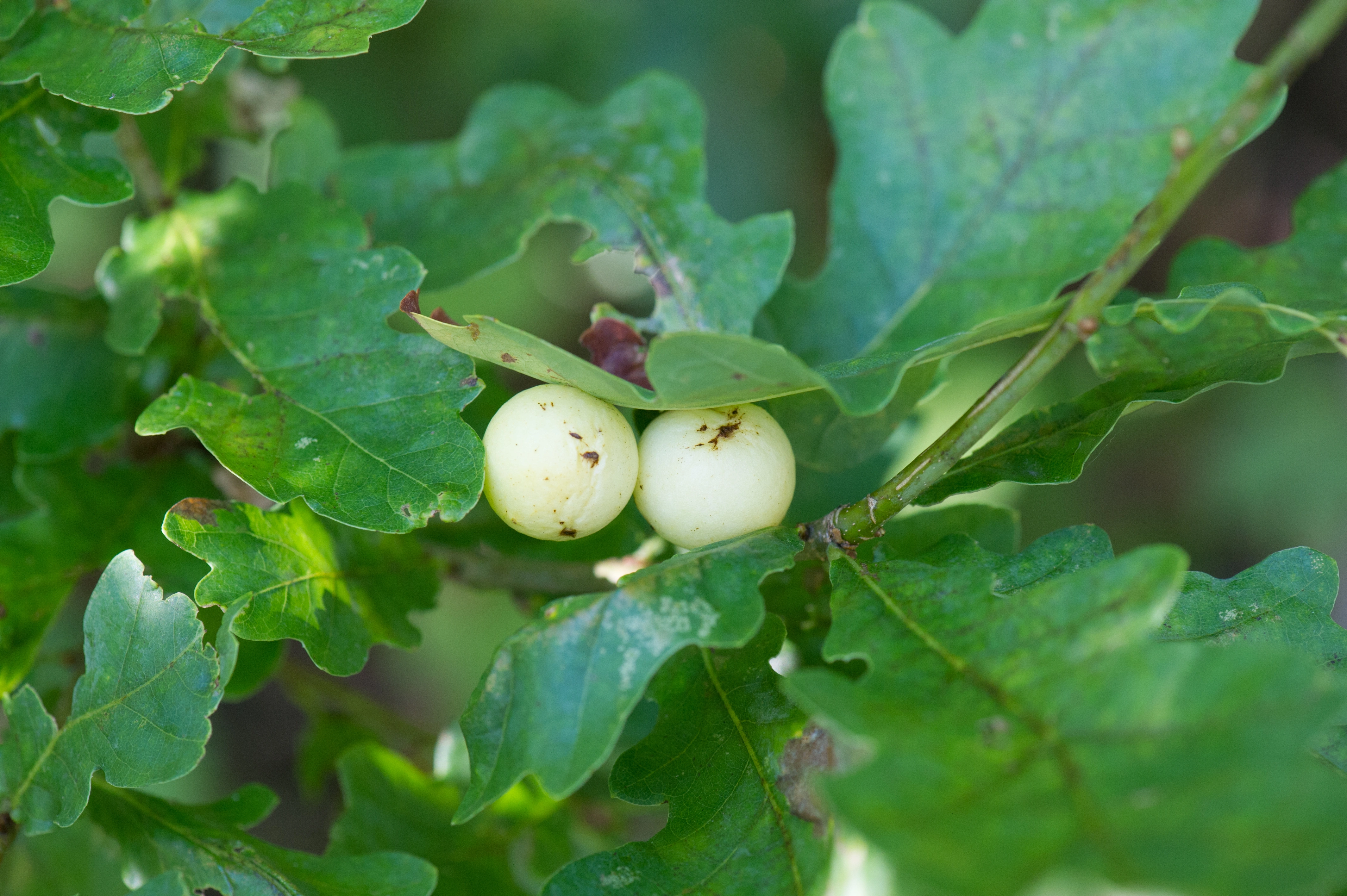 Vepser: Cynips quercusfolii.