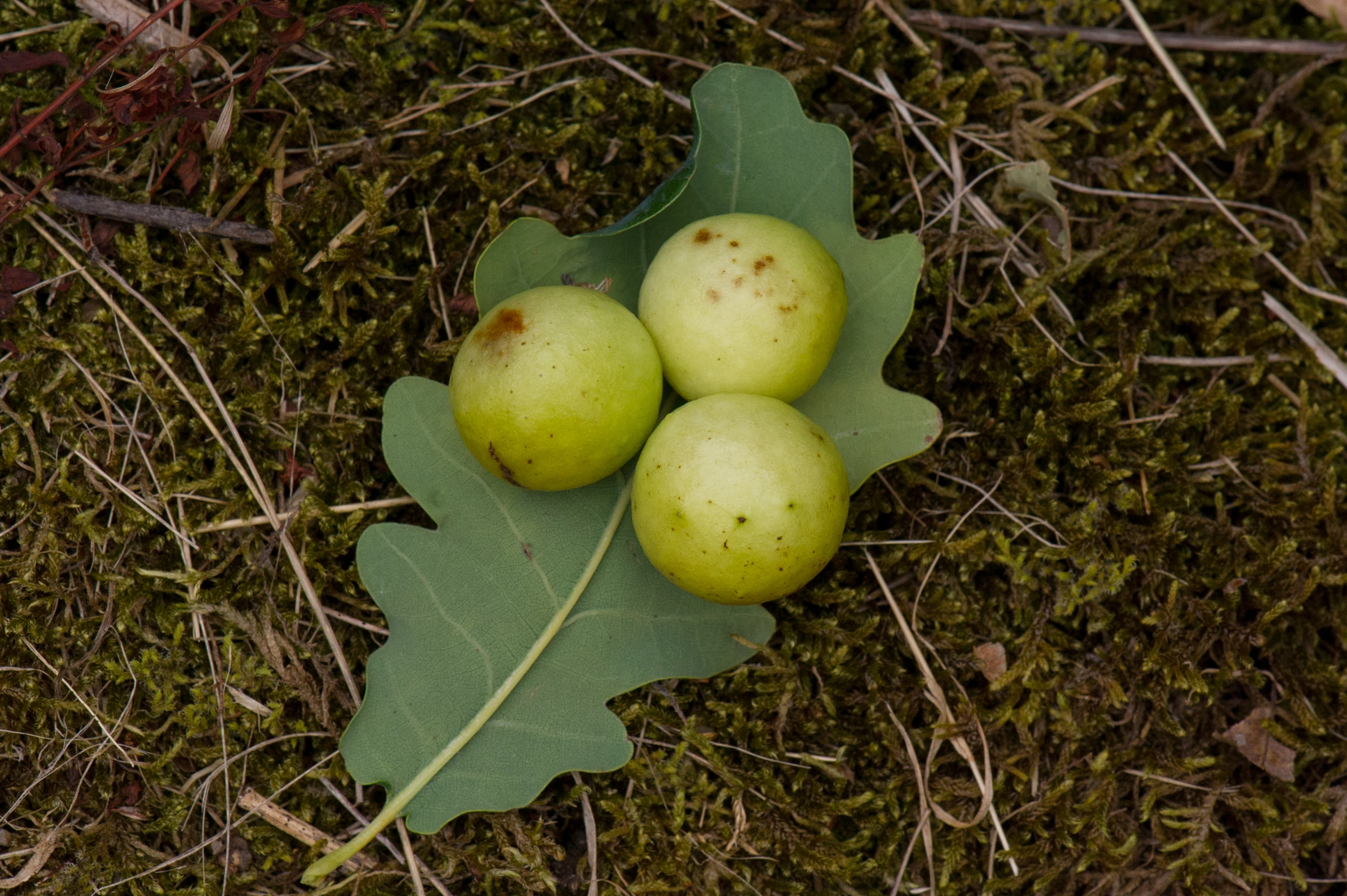 Vepser: Cynips quercusfolii.
