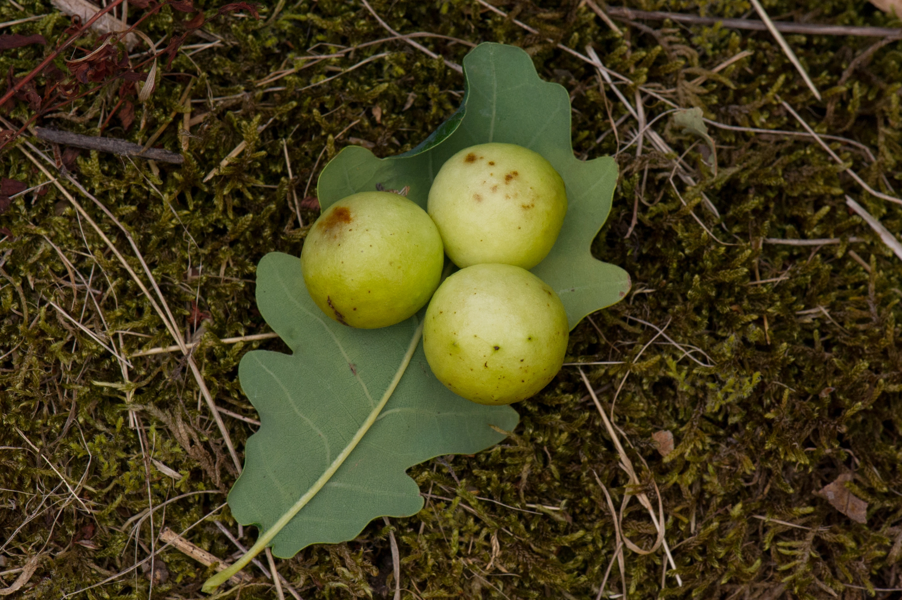 Stilkvepser: Cynips quercusfolii.