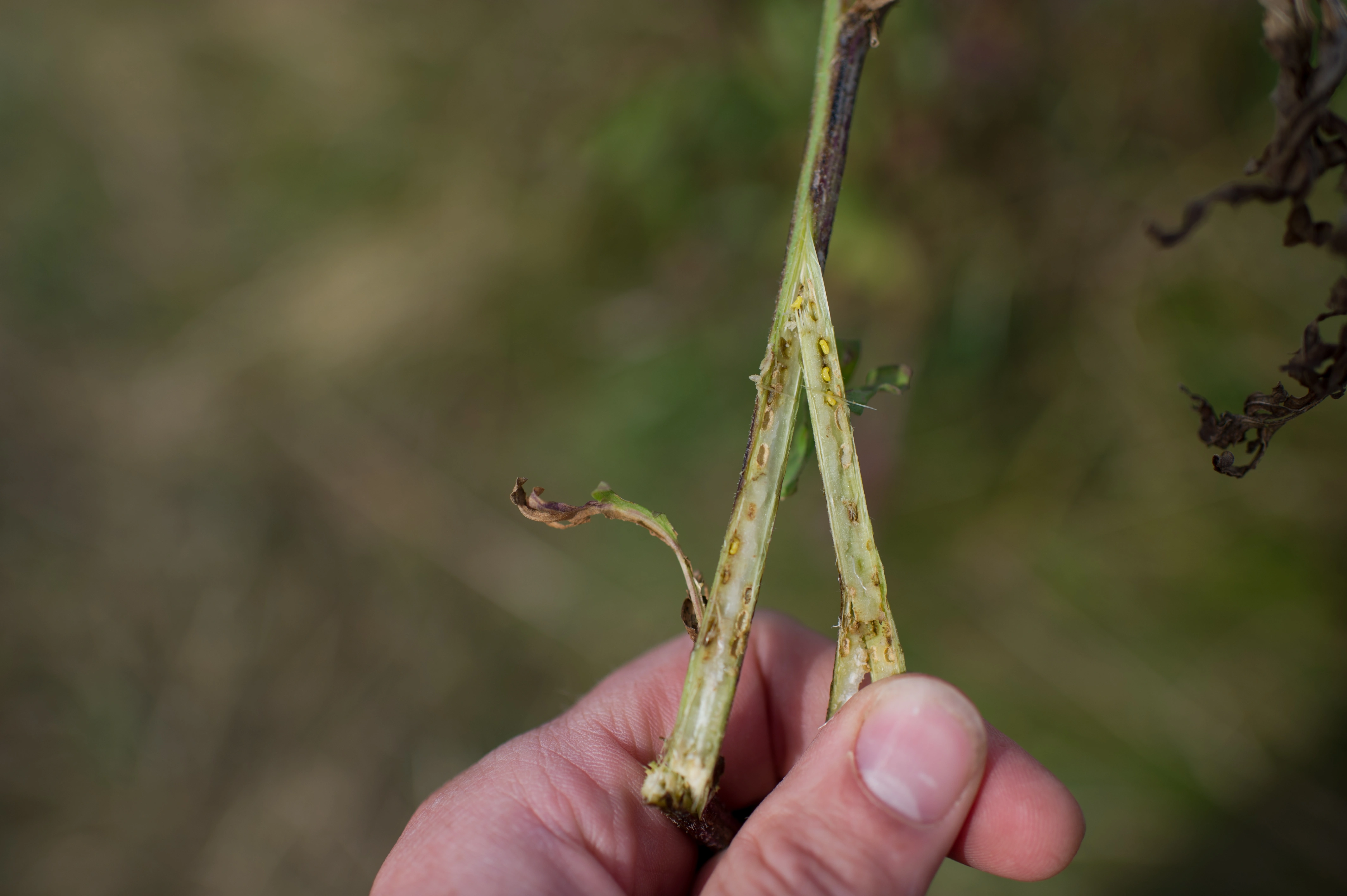 Gallvepser: Phanacis centaureae.