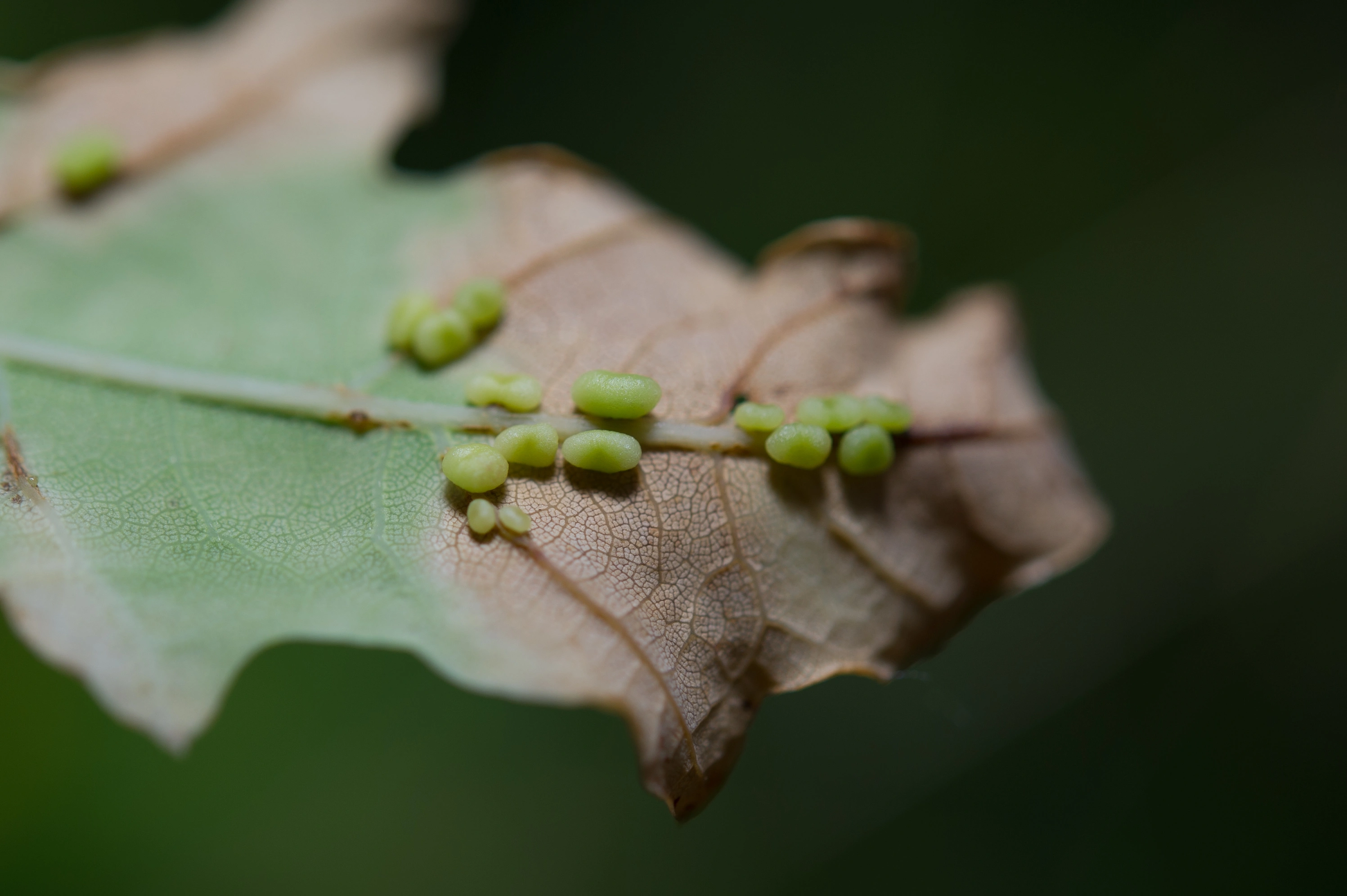 Vepser: Trigonaspis megaptera.