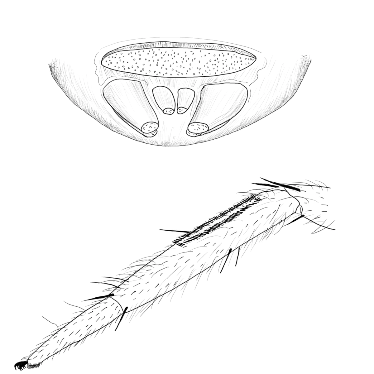 Trekantspinnere. Ullspinnedderkopper. Prikkete steinedderkopper. Vinduedderkopper.