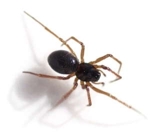 svart taggedderkopp
