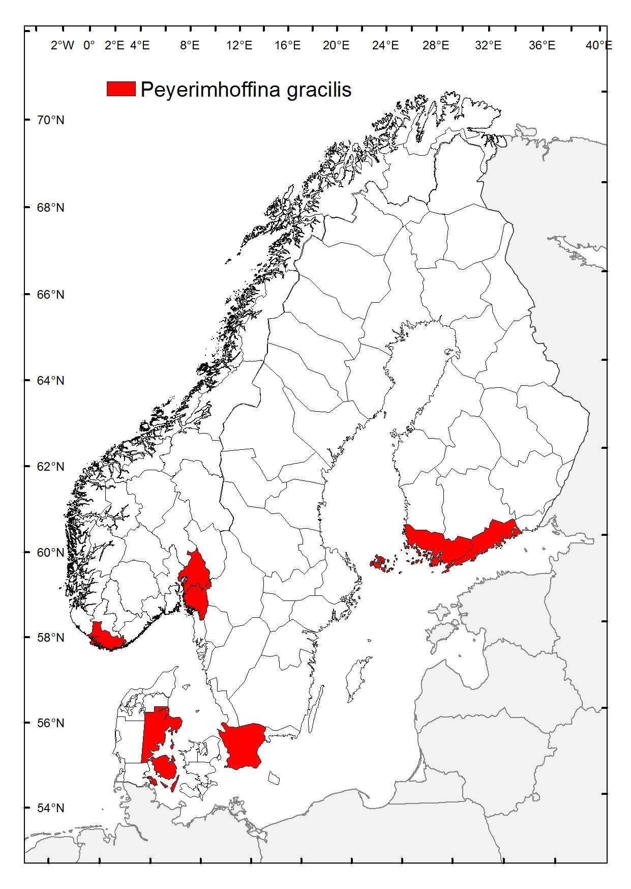 Slankgulløye.