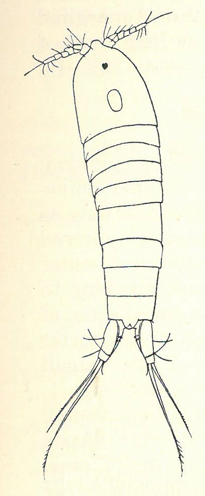 Hoppekreps: Moraria sphagnicola.