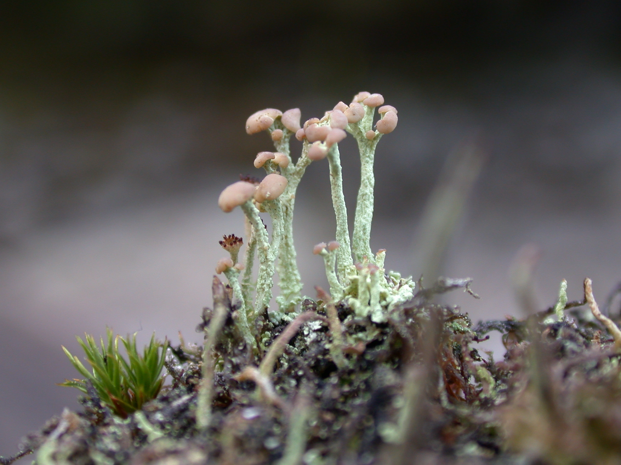 : Cladonia botrytes.