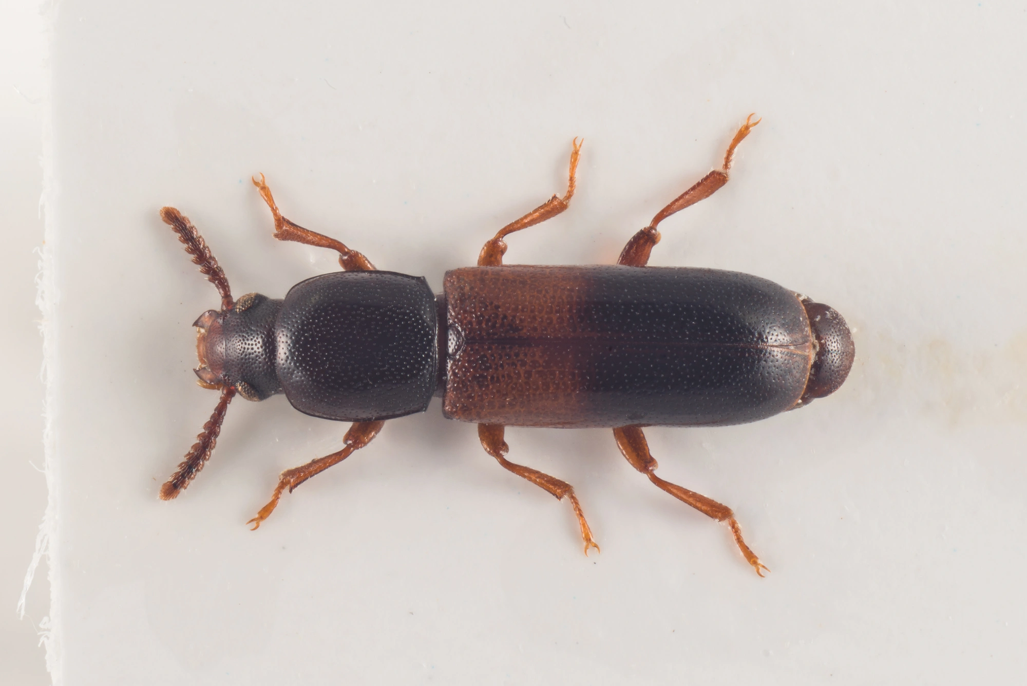 Skyggebiller: Corticeus fasciatus.