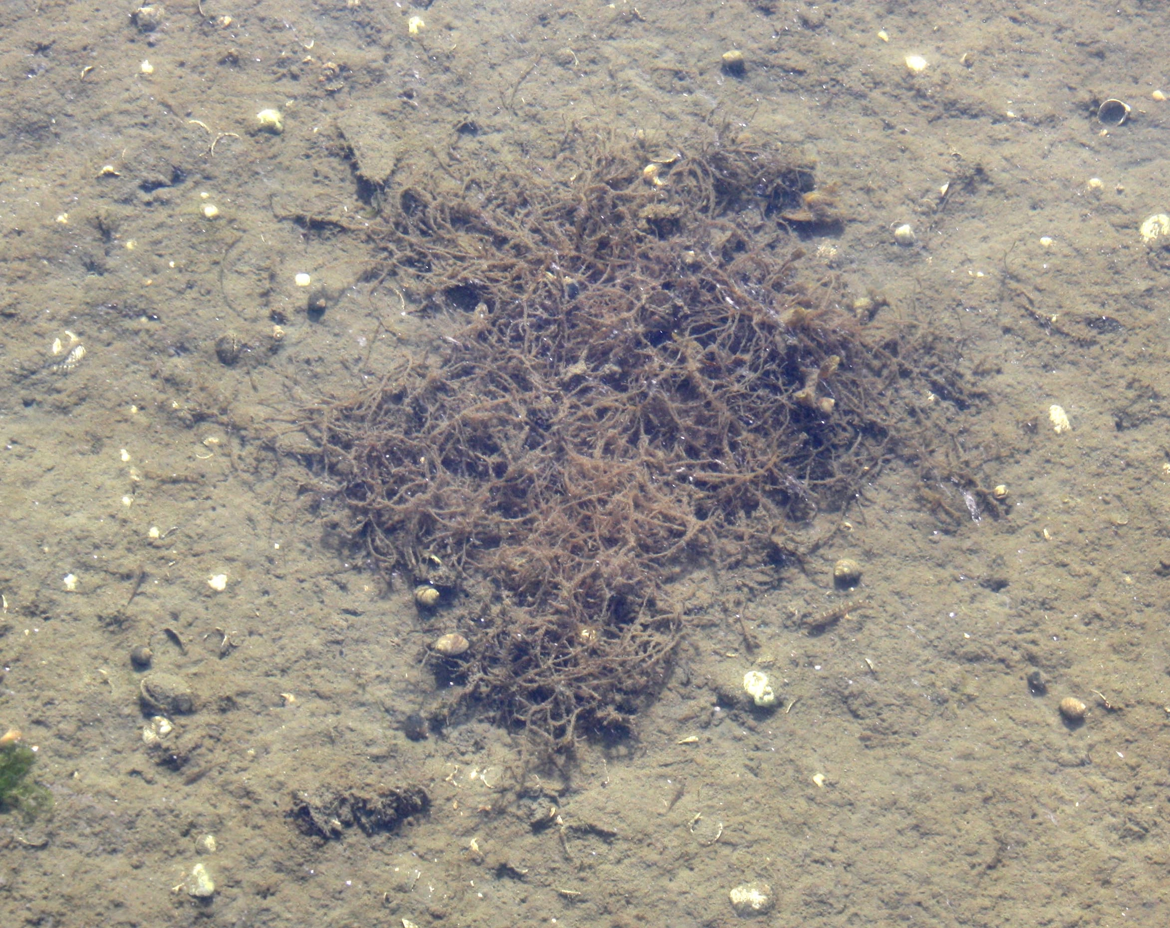 Rødalger: Agarophyton vermiculophyllum.