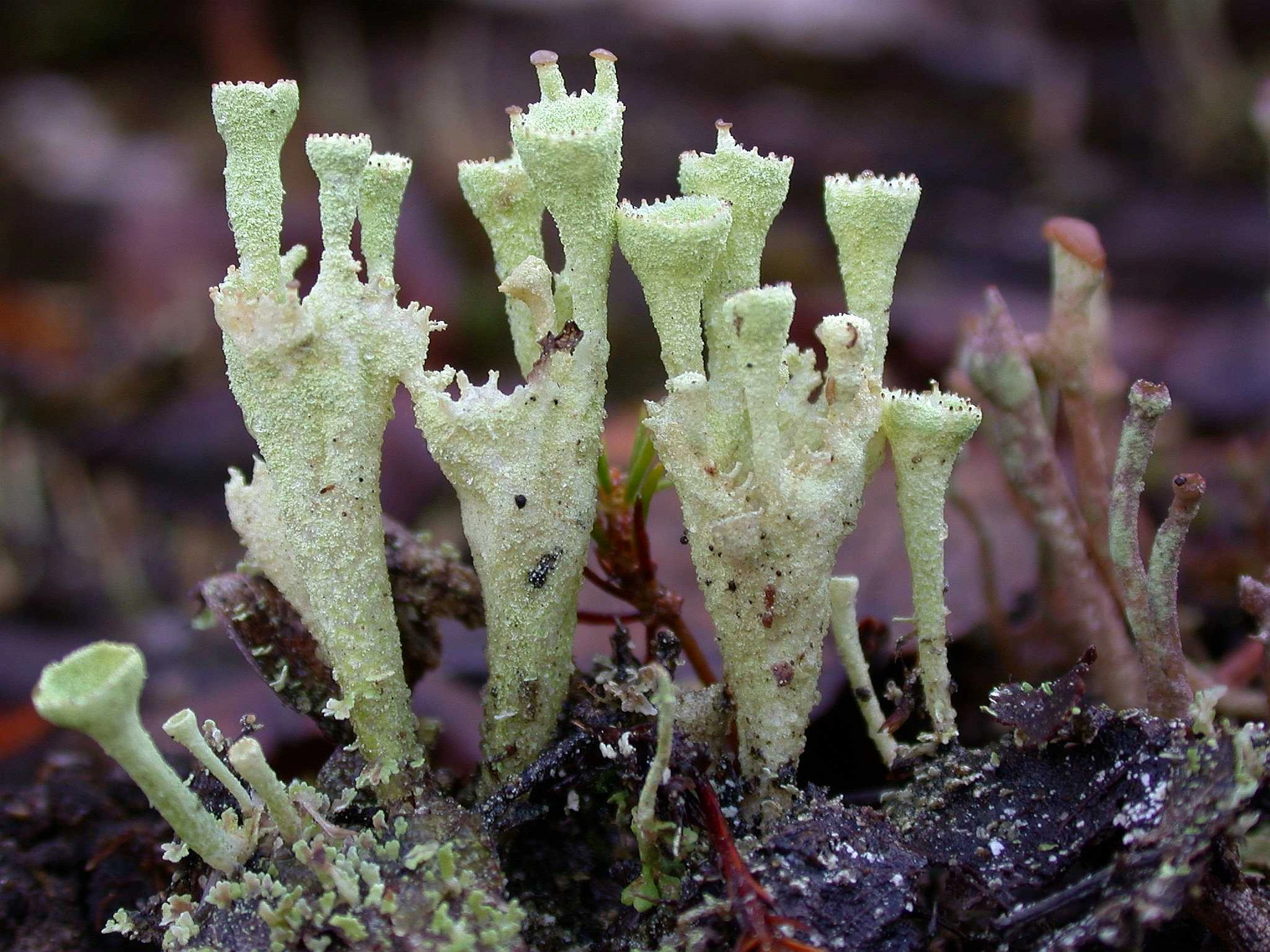 : Cladonia carneola.