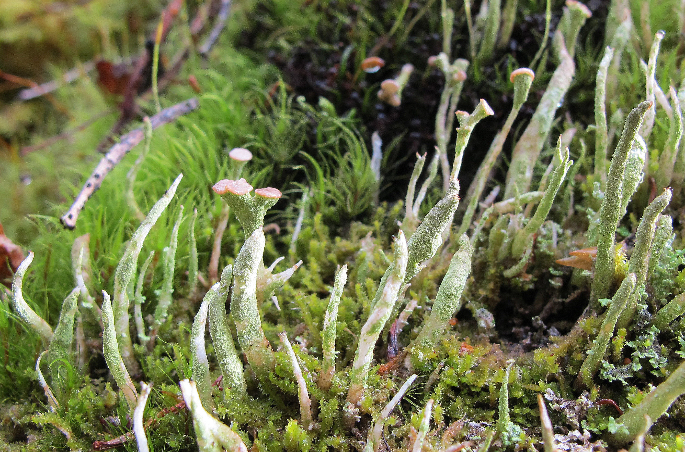 Sekksporesopper: Cladonia norvegica.