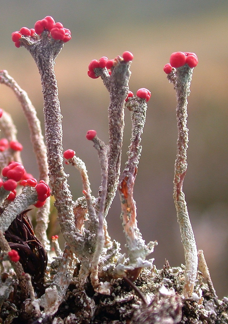 : Cladonia floerkeana.